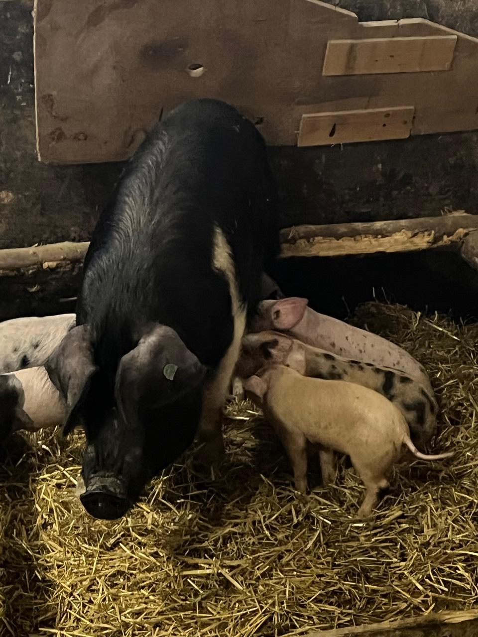 Schweine 1