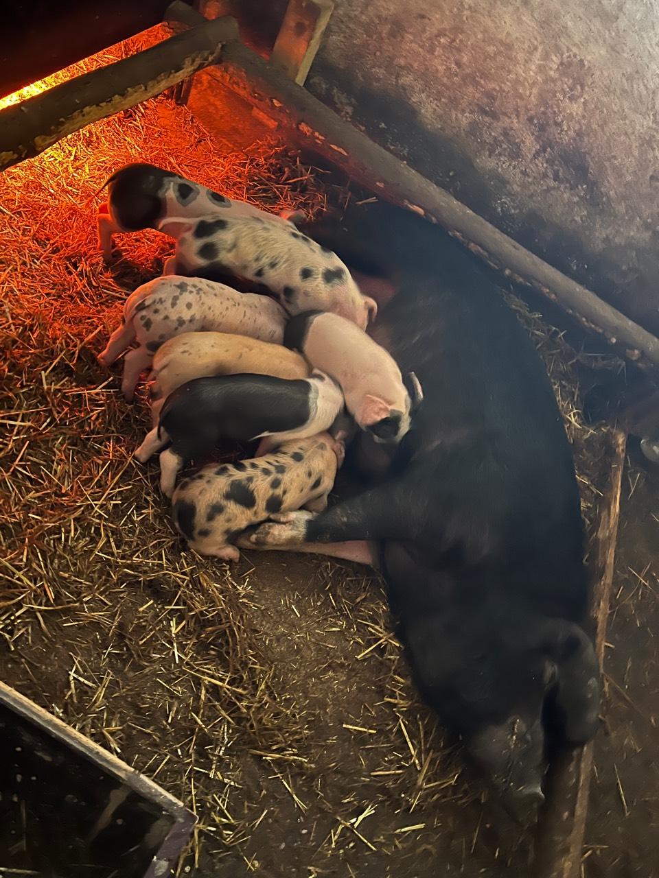 Schweine 3