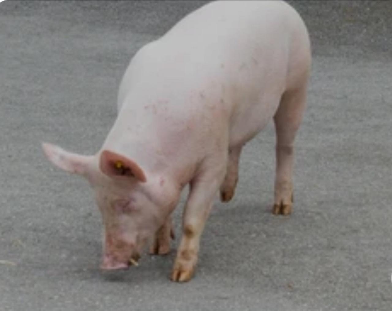 Schweine 2