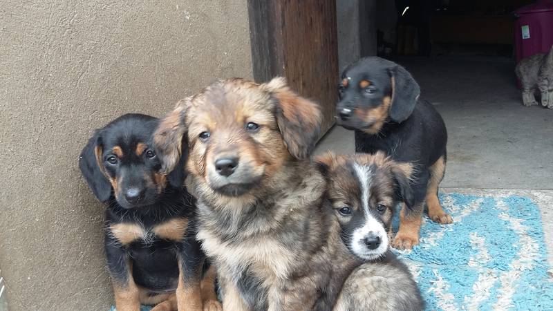 Mischlinge: Hundewelpen abzugeben kaufen - Landwirt.com