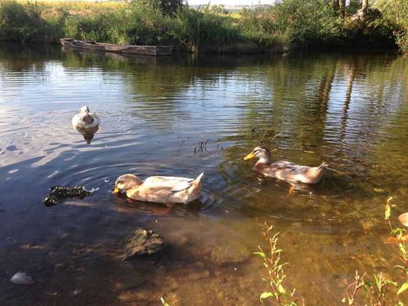 Sachsenenten Küken - ideal für Zucht, Mast & Schnecken 2