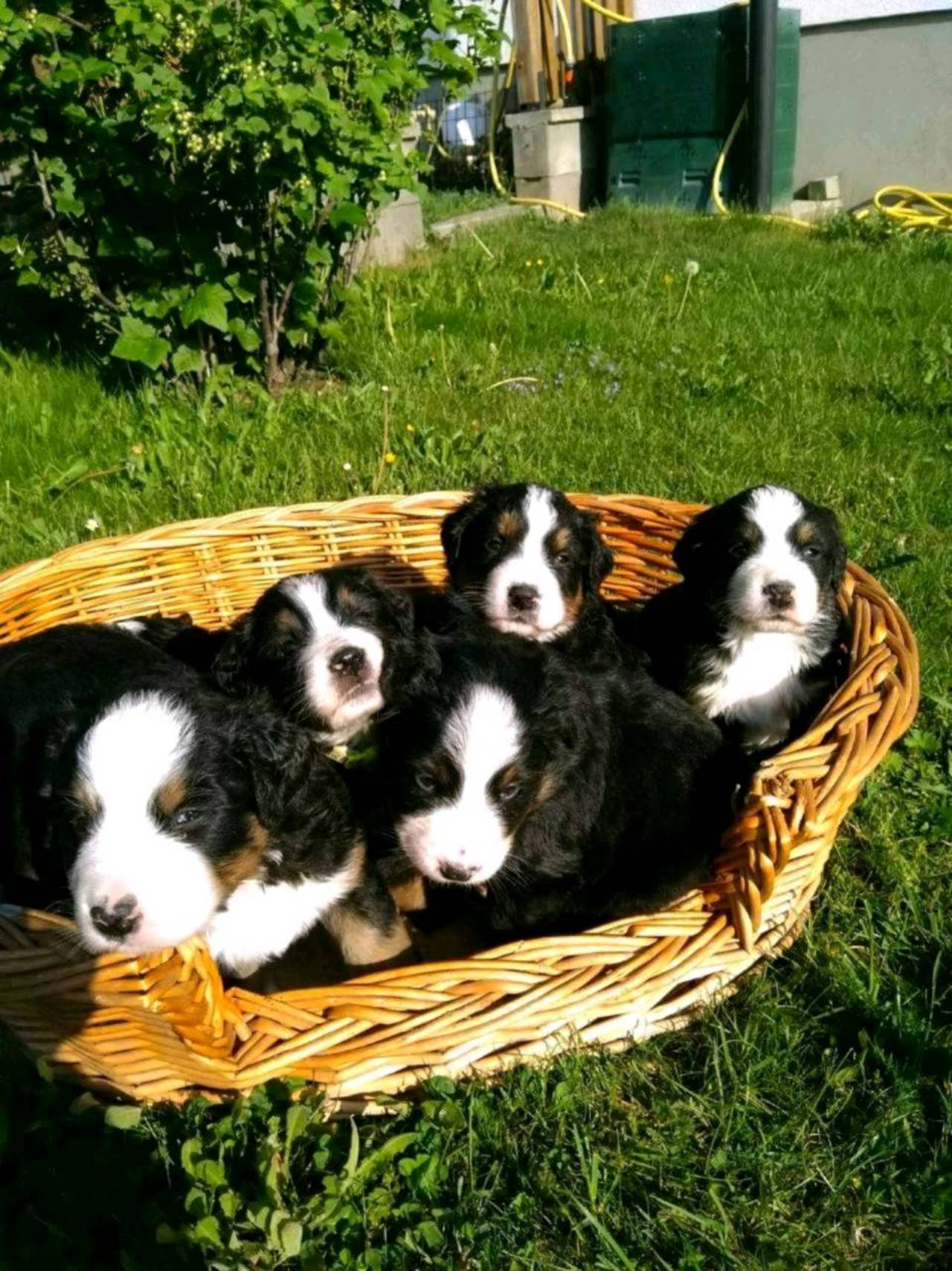 Berner Sennenhund Berner Sennenhunde abzugeben! kaufen