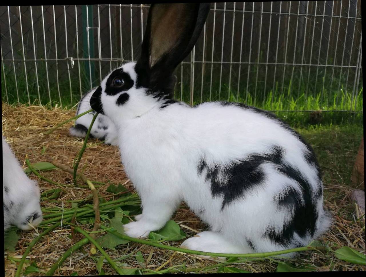 Kaninchen Weibchen Kaninchen kaufen