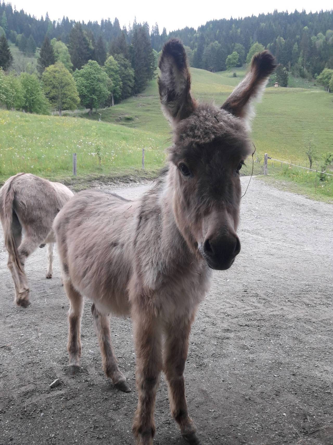 Hausesel: Eselhengst kaufen - Landwirt.com