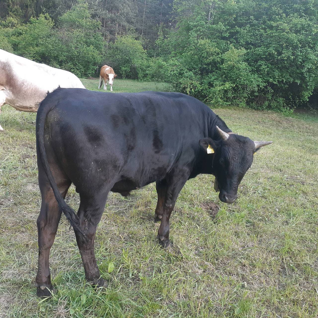 Wagyu Bio Wagyu Rind kaufen