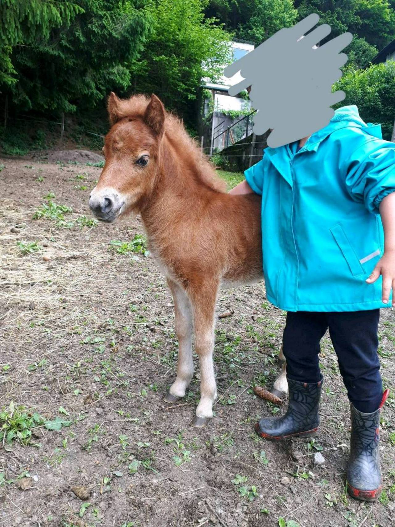 Pferdemarkt Pony: Mini Shetlandpony Fohlen Kaufen - Landwirt.com