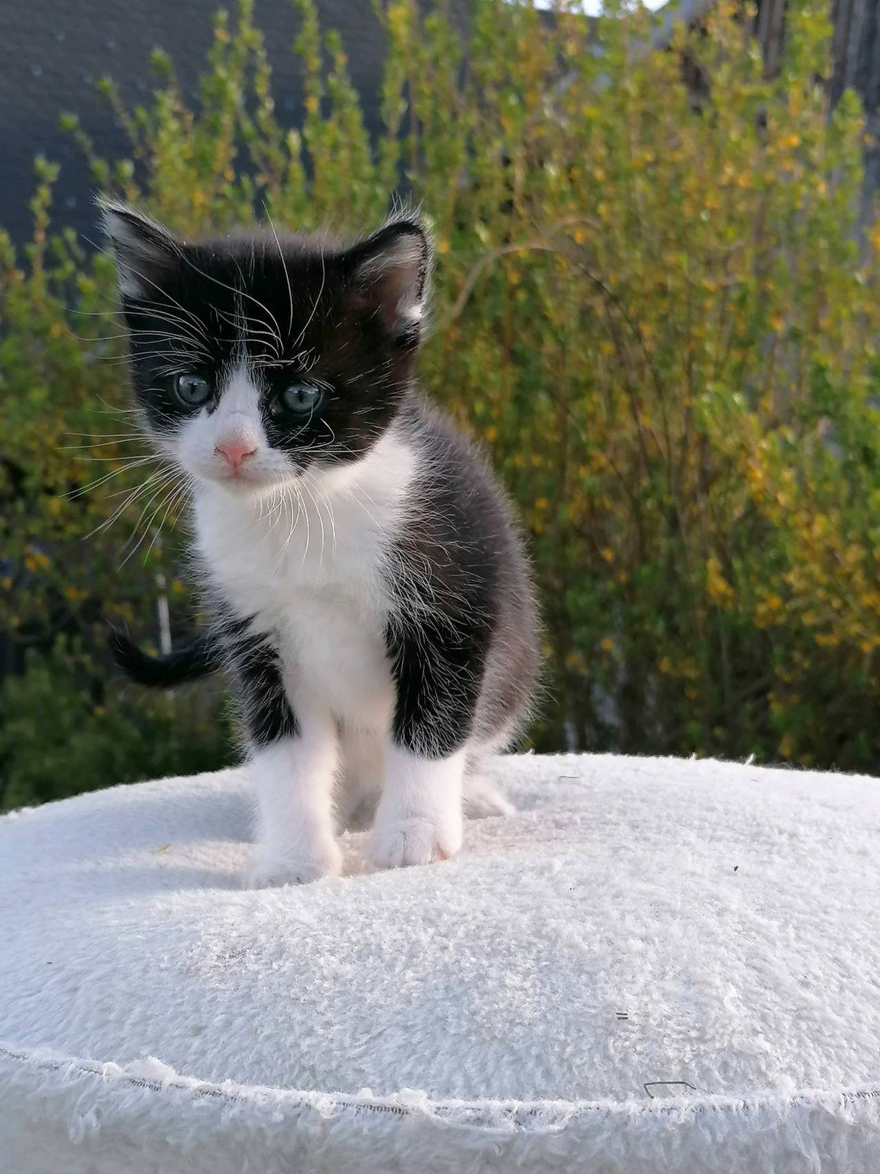 Katzenbabys: Main coon mix kaufen - Landwirt.com