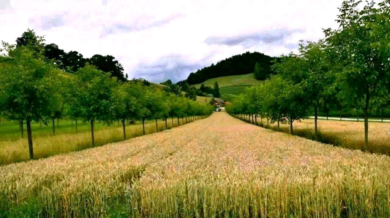 Wälder: Land- und Forstwirtschaftliche Flächen gesucht kaufen ...