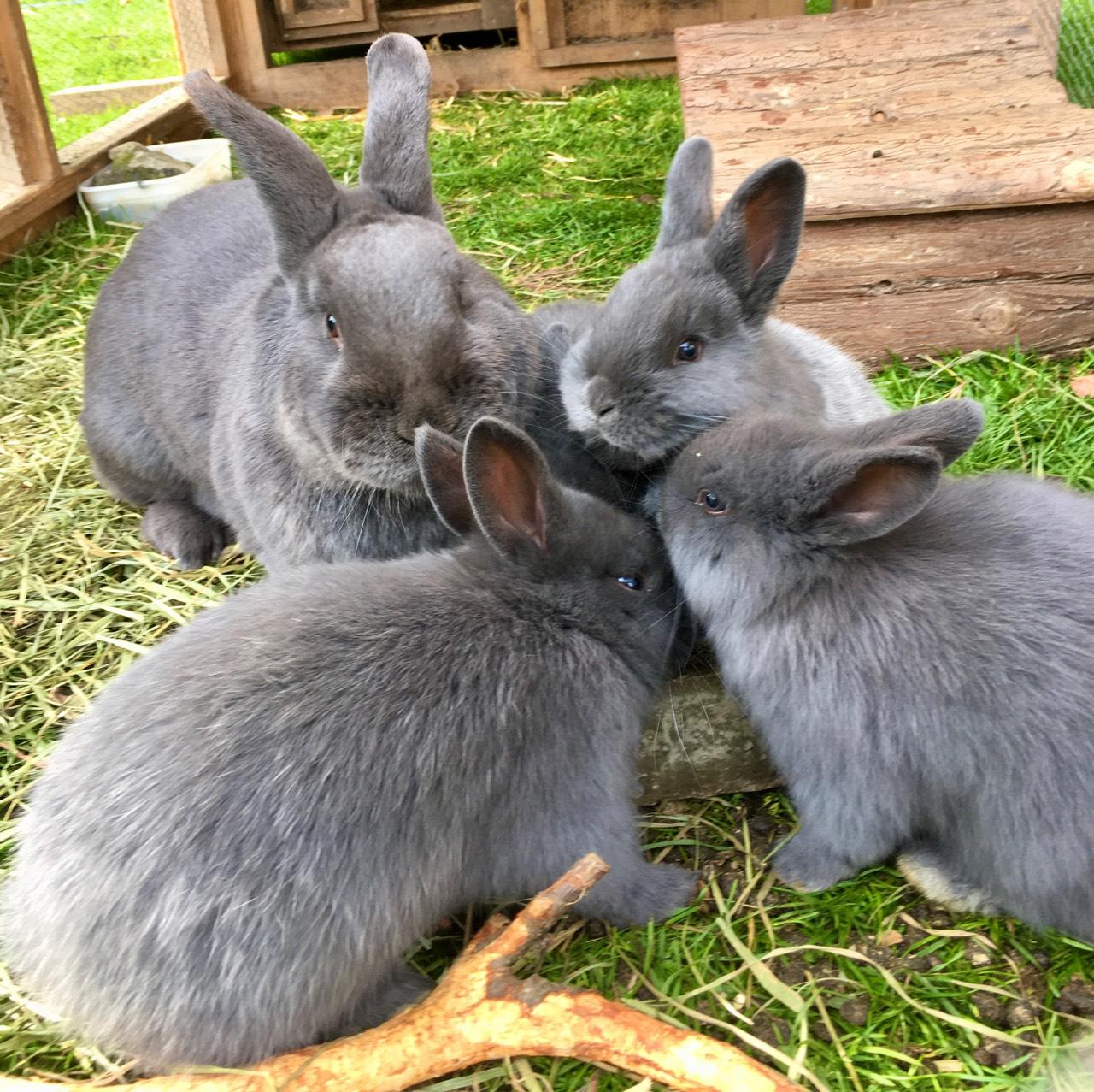 Sonstige Kaninchen: Blaue Wiener Kaninchen kaufen - Landwirt.com