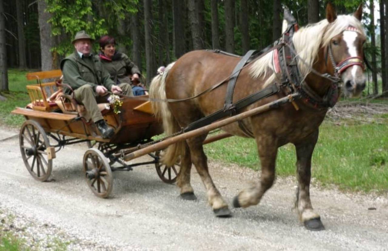 Kutschen: Kutsche kaufen - Landwirt.com