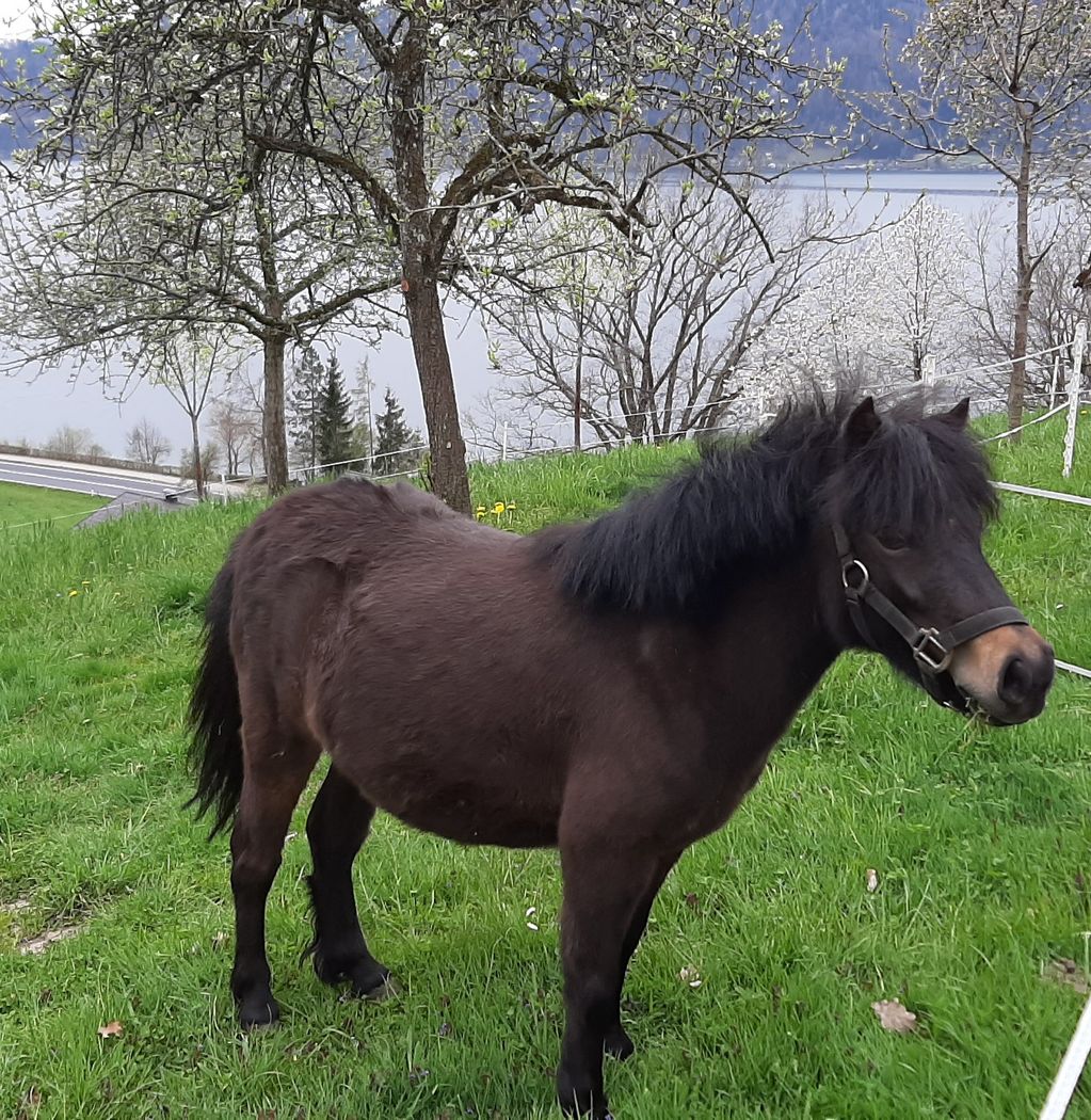 Pferdemarkt Pony: 3-jährige Pony Stute kaufen - Landwirt.com