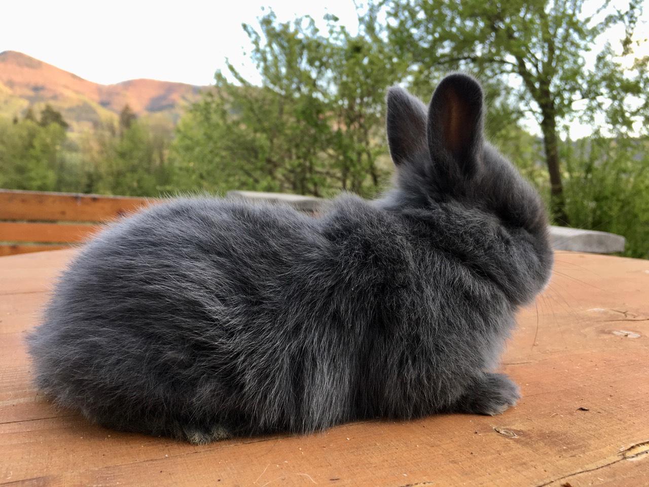 Sonstige Kaninchen Blaue Wiener Kaninchen kaufen
