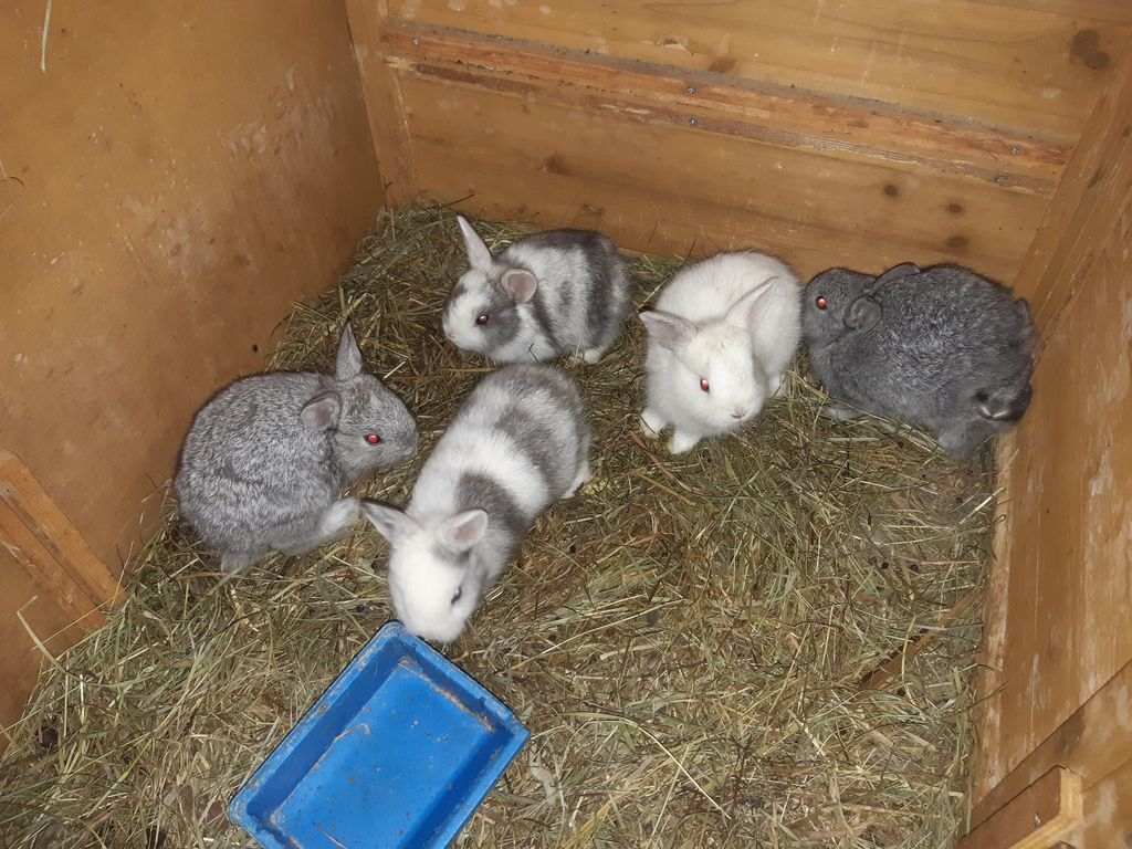Hasenkaninchen: Hasenbabys kaufen - Landwirt.com