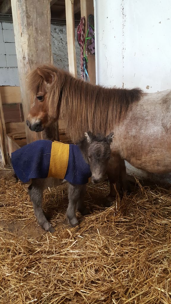Pferdemarkt Pony: Mini Shetty Fohlen kaufen - Landwirt.com