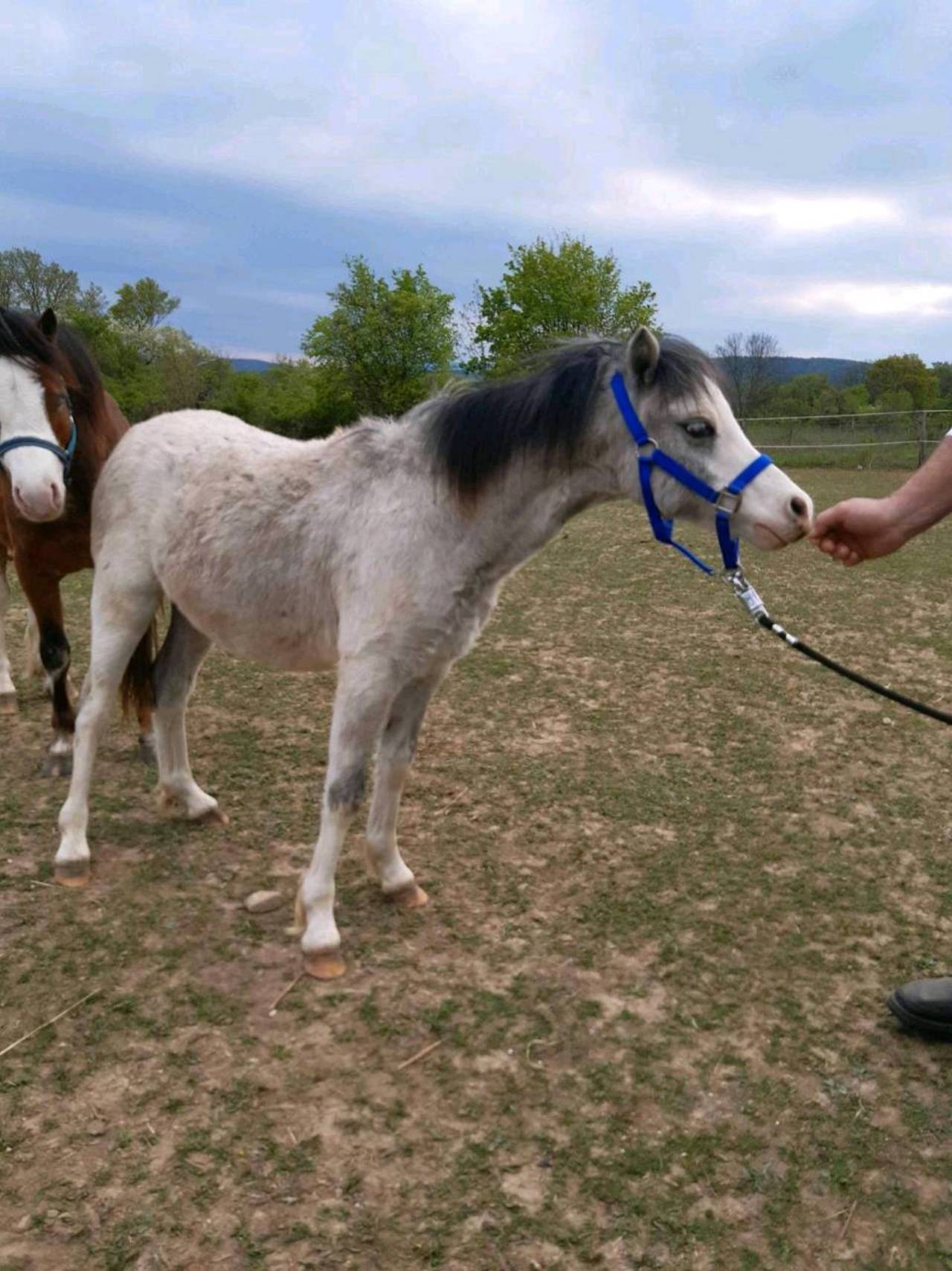 Welsh Pony Kaufen