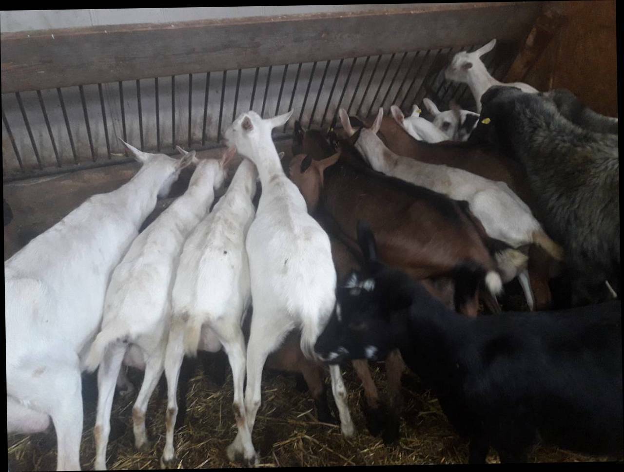 Milchziegen: Milchziegen kaufen - Landwirt.com