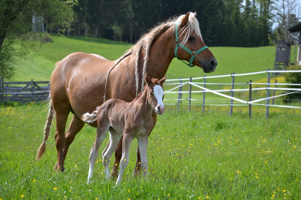 Westernpferde : Quarter Pony - Stutfohlen - Allrounderin mit ...