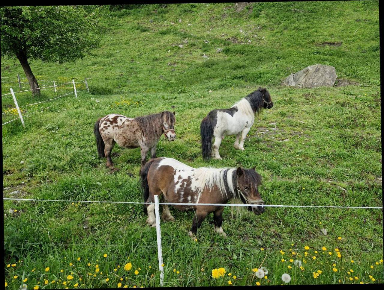 Pferdemarkt Pony: Minipony - 2 Stuten Und 1 Hengst Kaufen - Landwirt.com