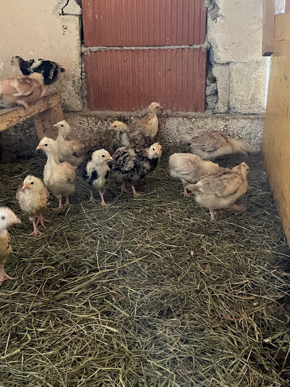 Sulmtaler Küken kaufen