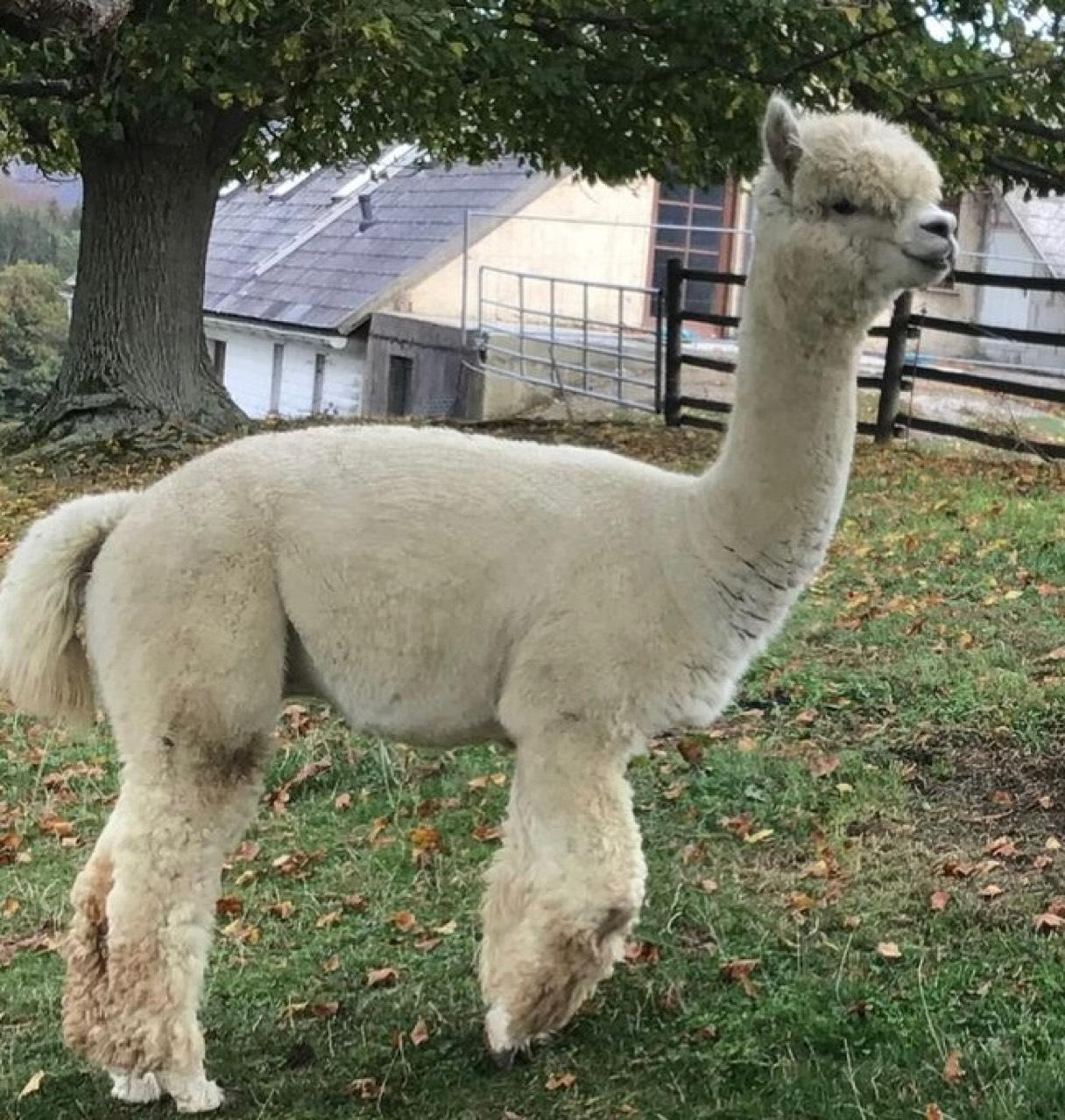 Alpaka Hengst 2