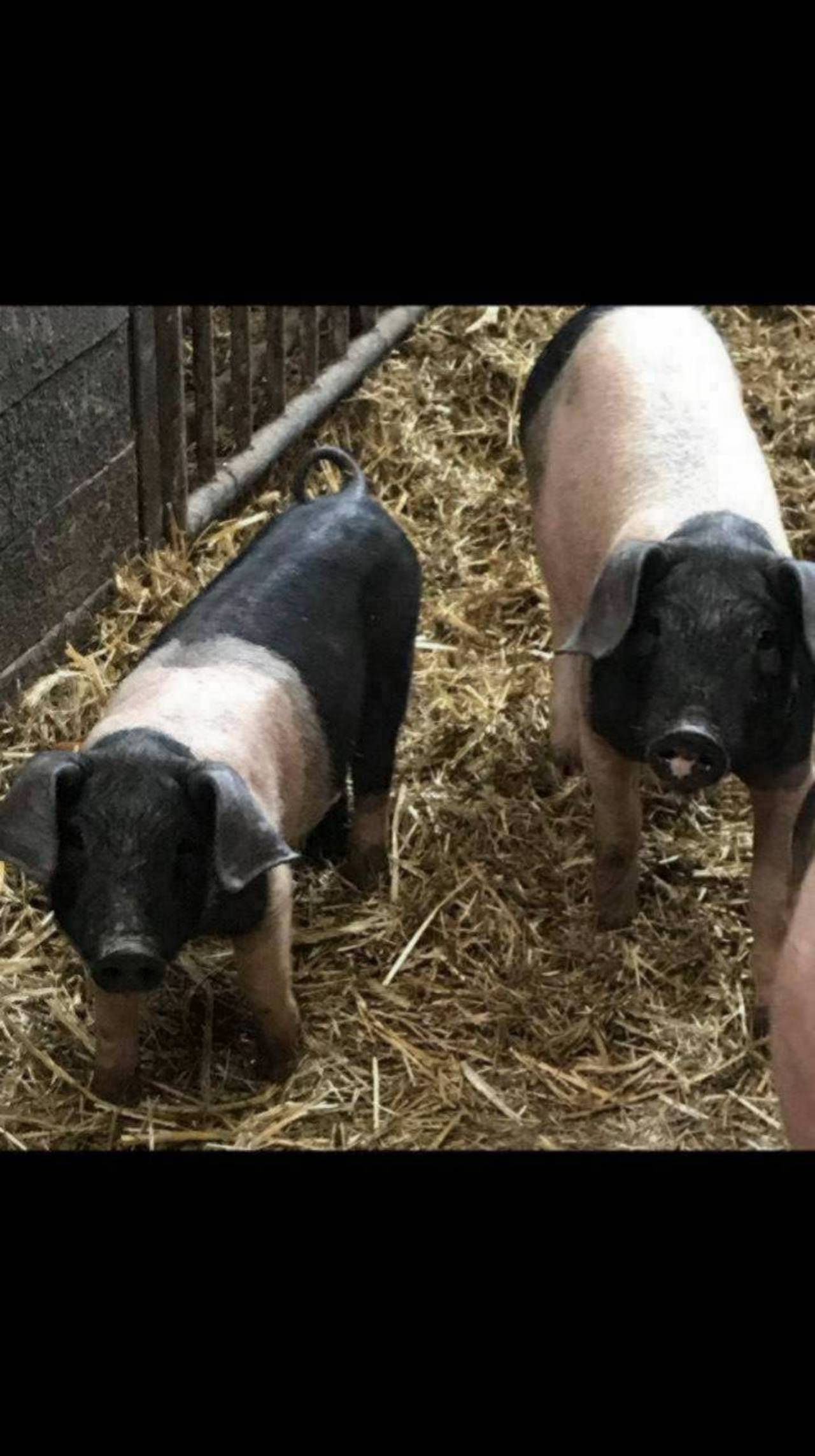 Schweinemarkt Bio Ferkel kaufen