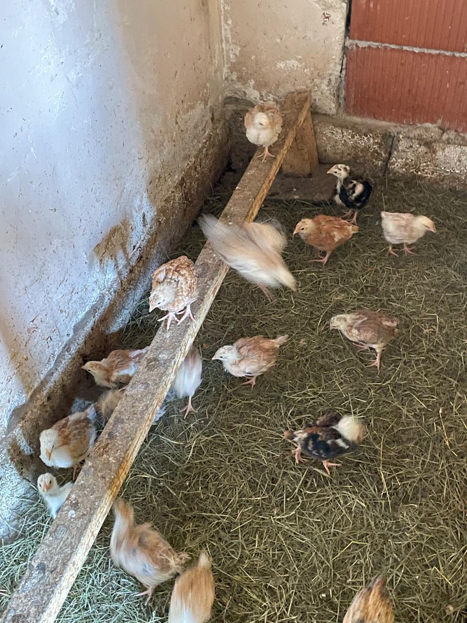 Sulmtaler Küken kaufen