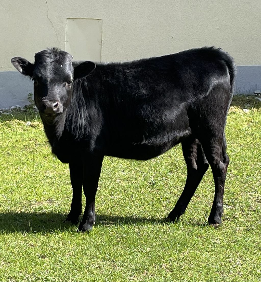 Sonstige Rinderrassen: Dahomey Rind kaufen - Landwirt.com