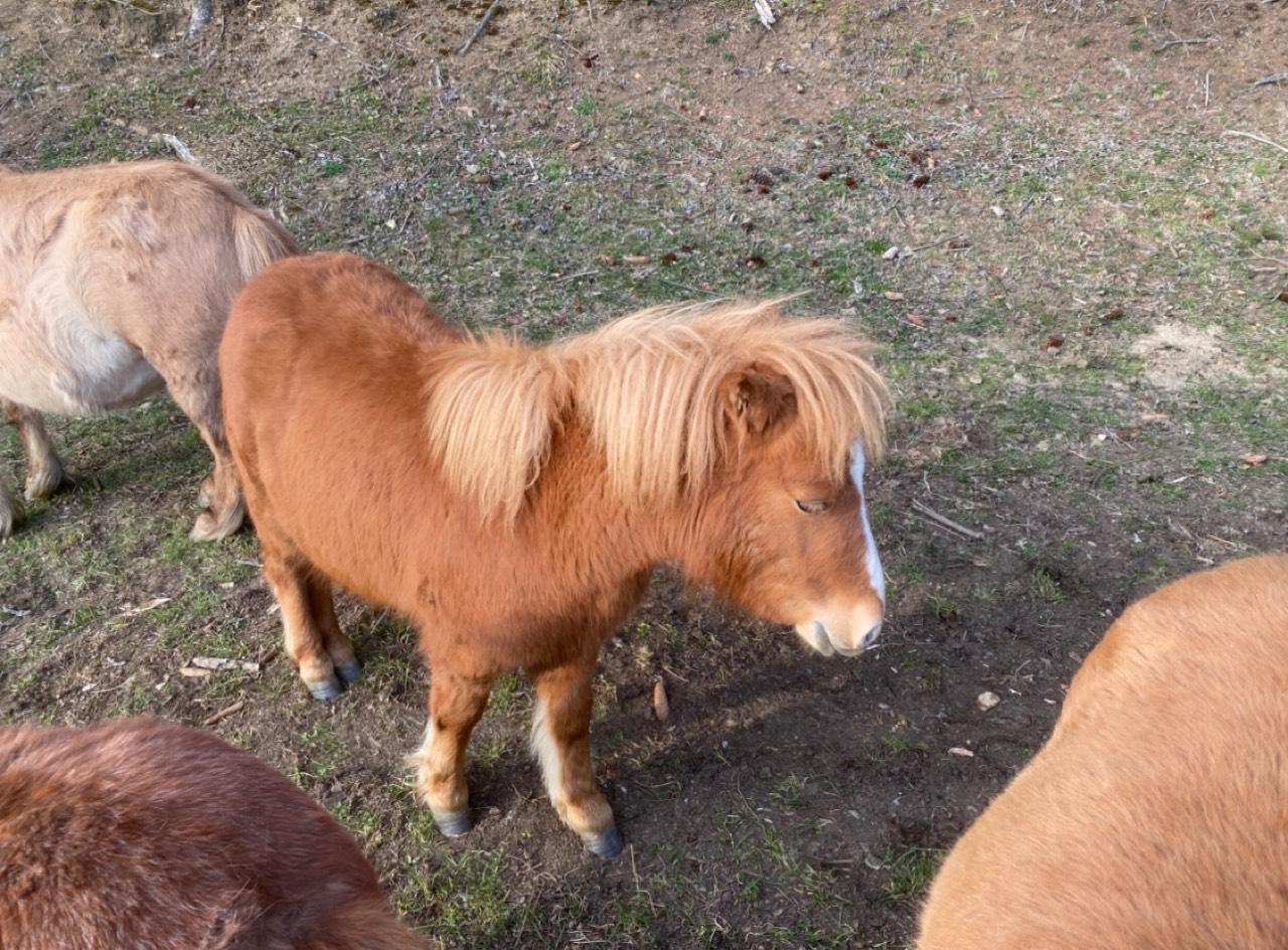 Minishetty Hengst 2