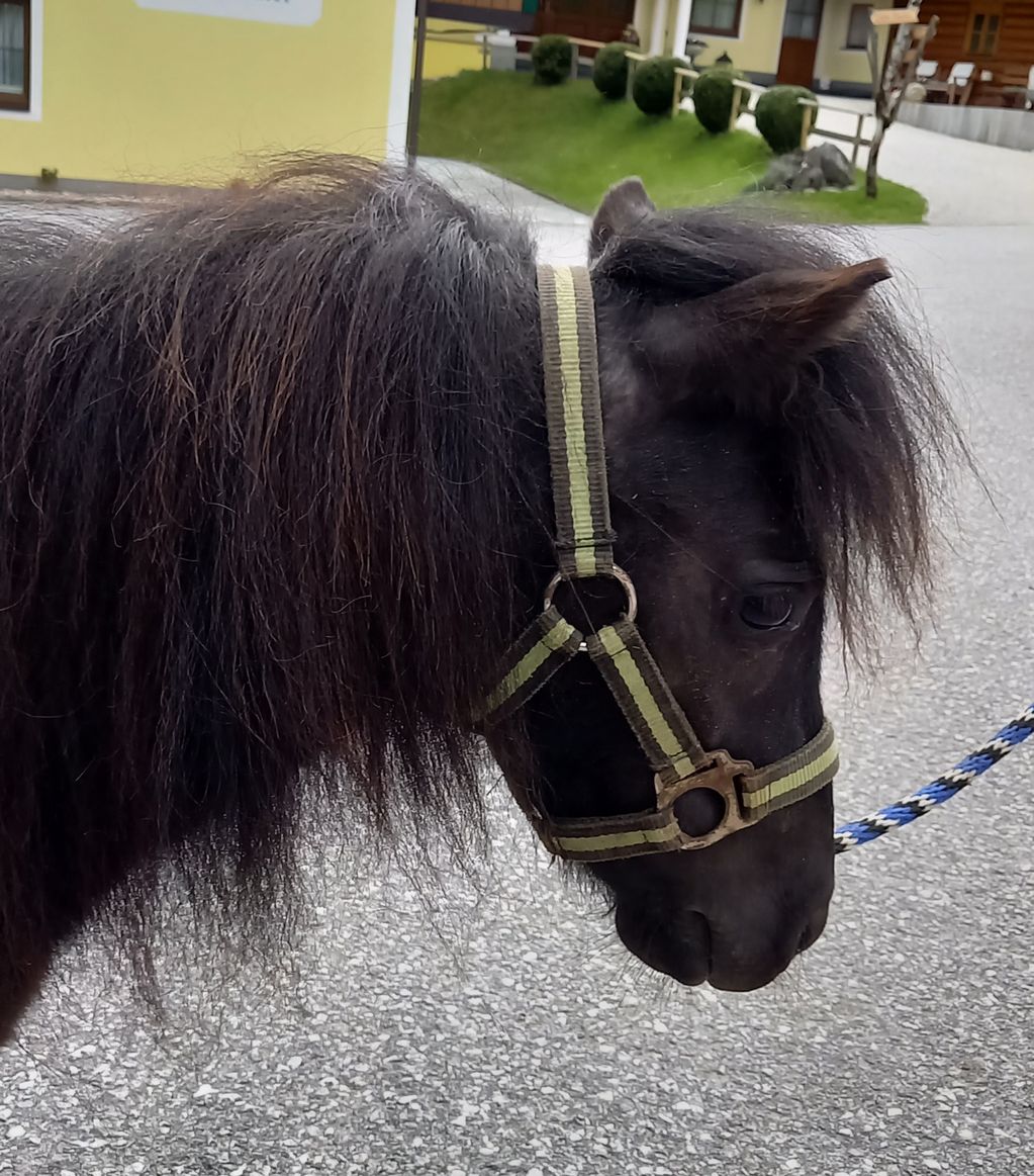 Pferdemarkt Pony: Minipony Kaufen - Landwirt.com