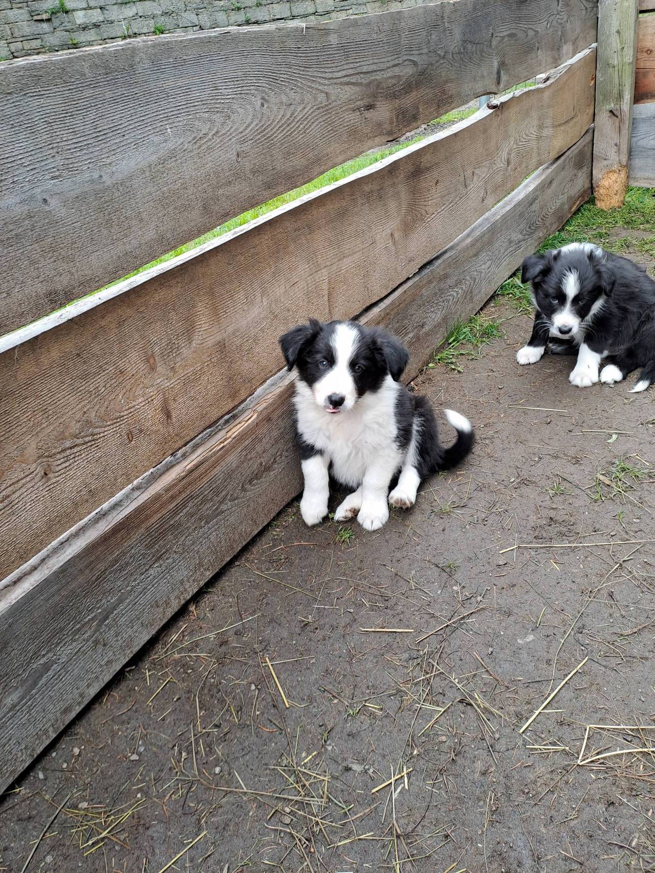 Geburtstagskarte Für Frauen Mit Border Collie Welpen & Gartendesign - Süß & Mit Silberprägung