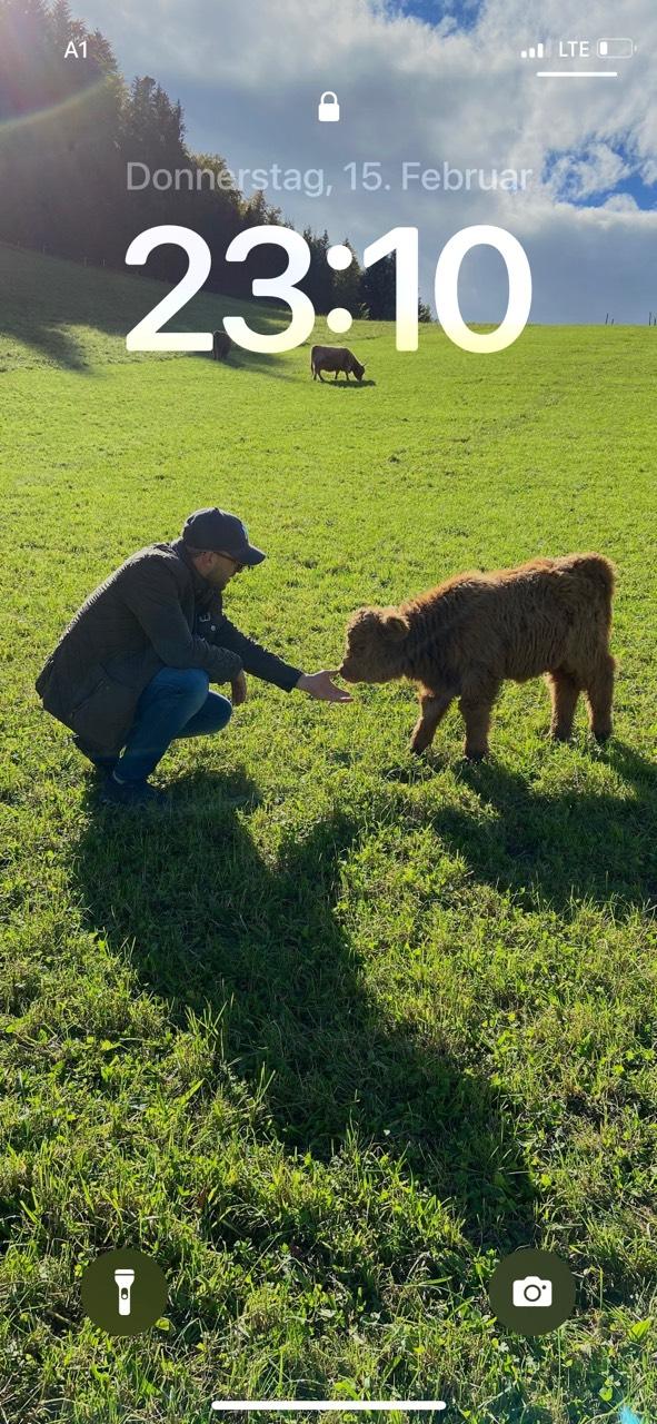 Hochlandrinder abzugeben: Herde oder einzeln 3