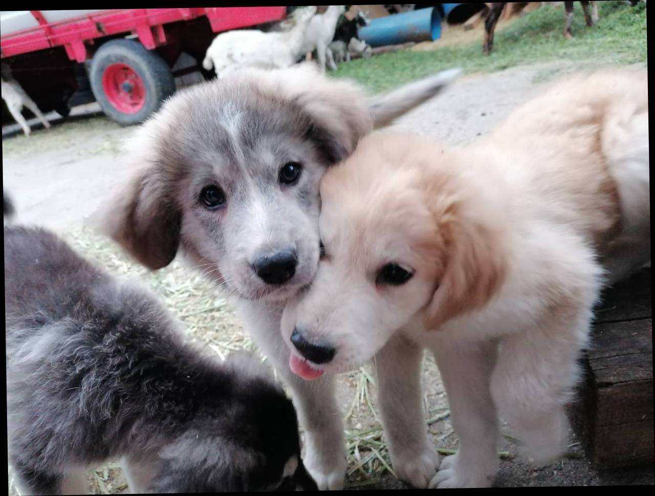 Hundewelpen kaufen und verkaufen alle Rassen
