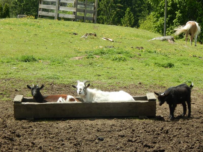 Zwergziegen: Zwergziegen kaufen - Landwirt.com