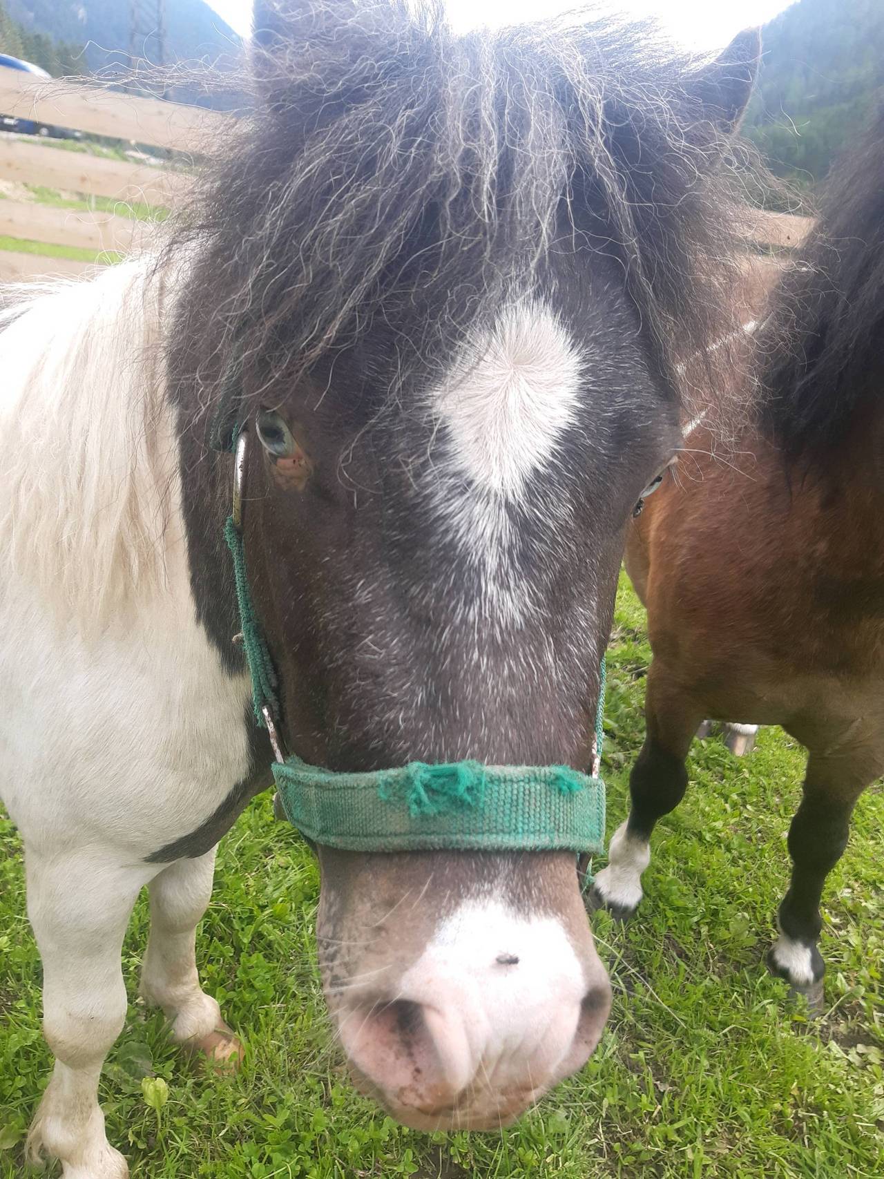 Pferdemarkt Pony: Pony Hengst Kaufen - Landwirt.com