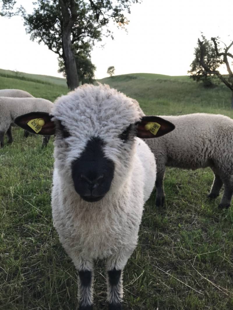 Shropshire Schafe  Shropshire Schafe  gebraucht kaufen 