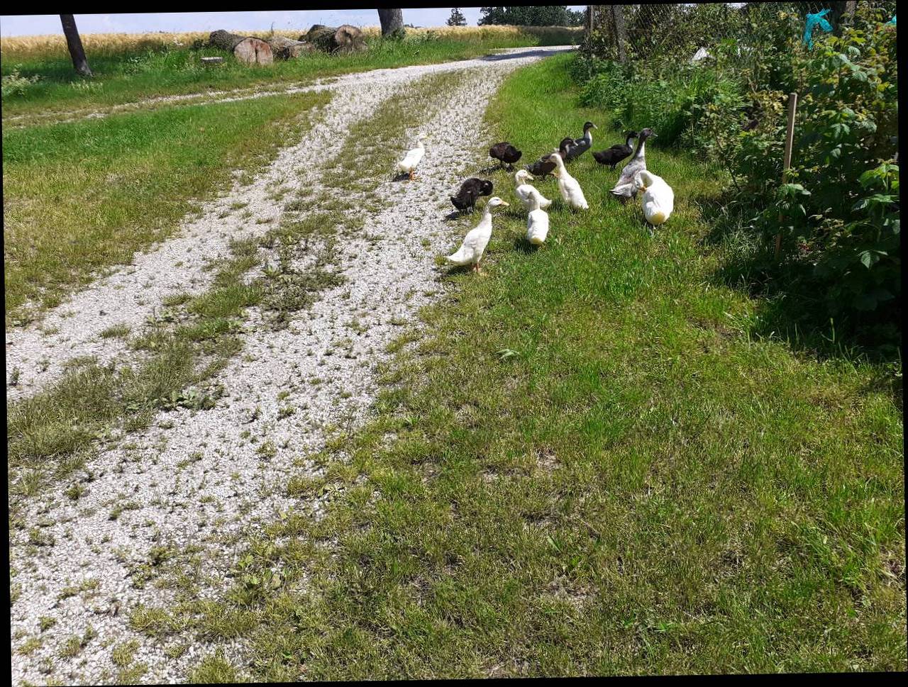 Enten: Laufenten kaufen - Landwirt.com