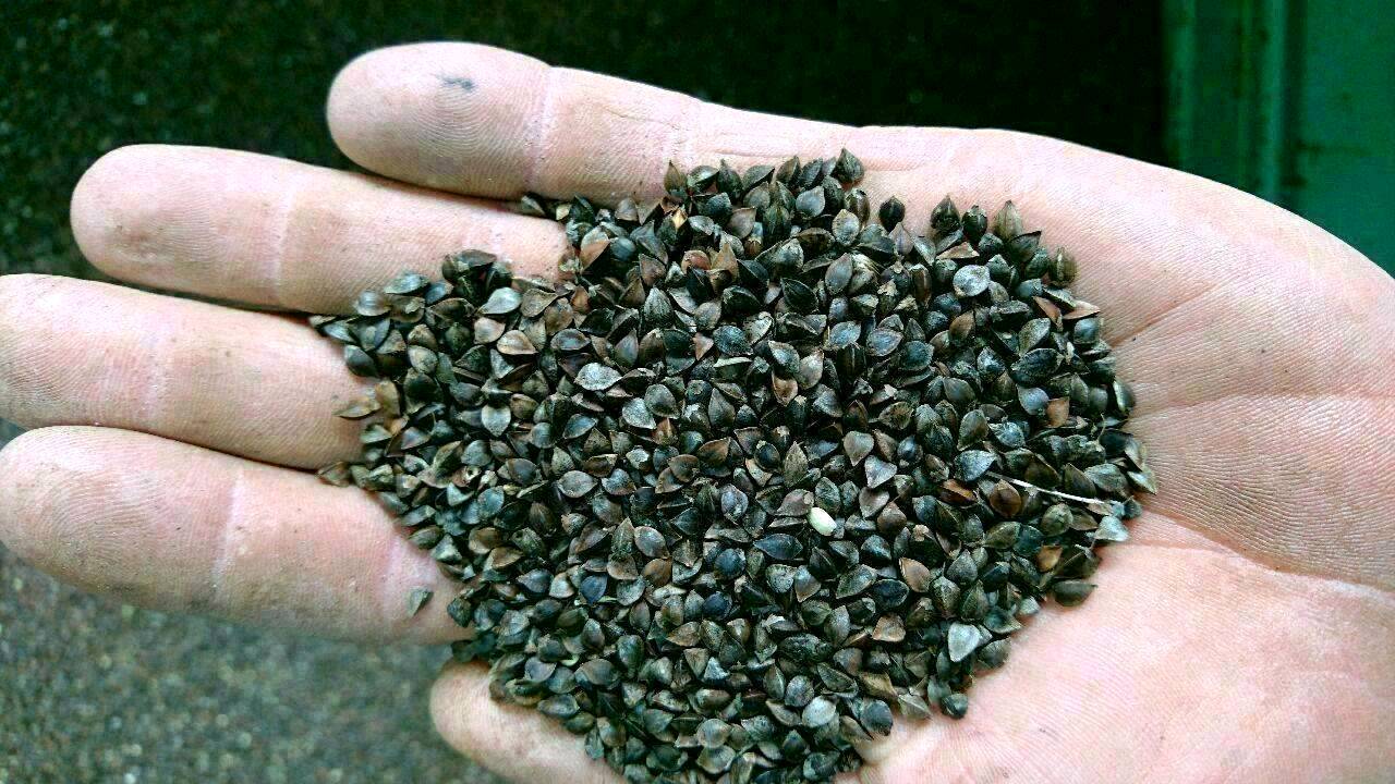 Buchweizen Buchweizen kaufen