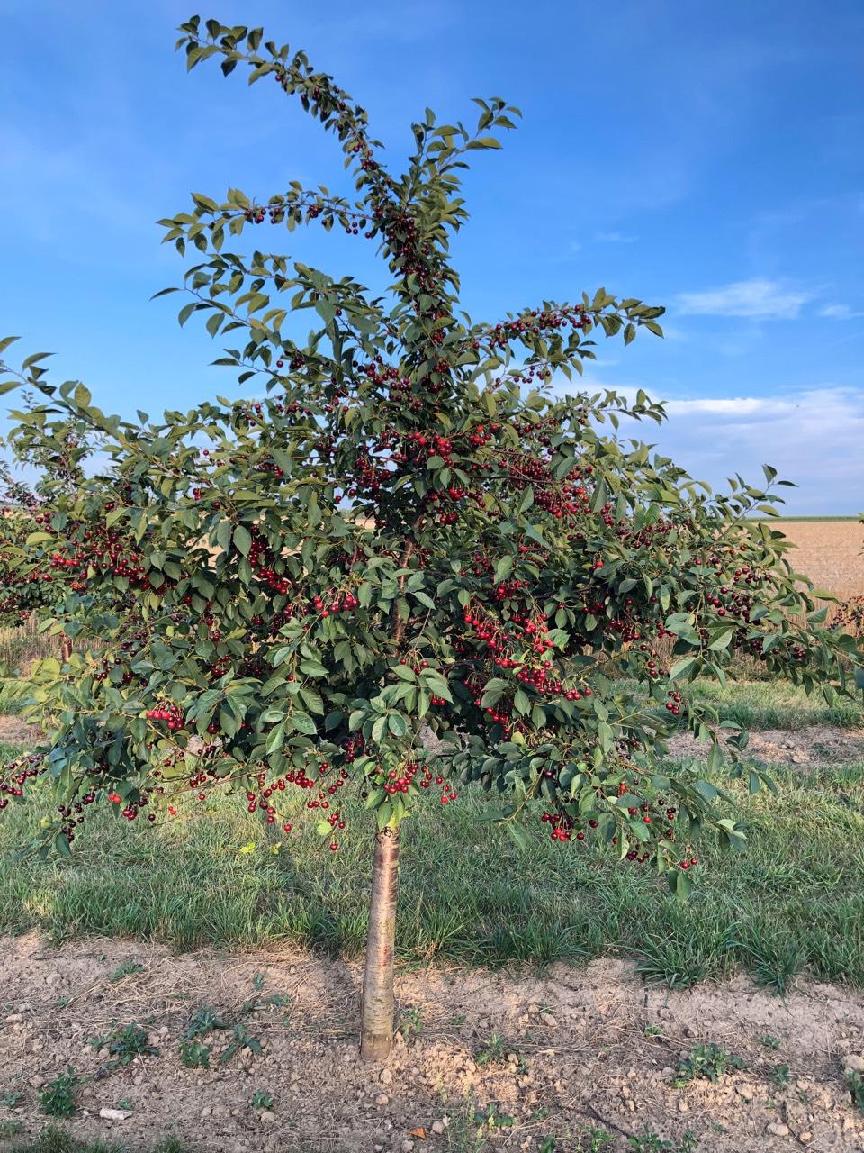 Obstverarbeitung: Weichseln (Sauerkirschen) kaufen - Landwirt.com