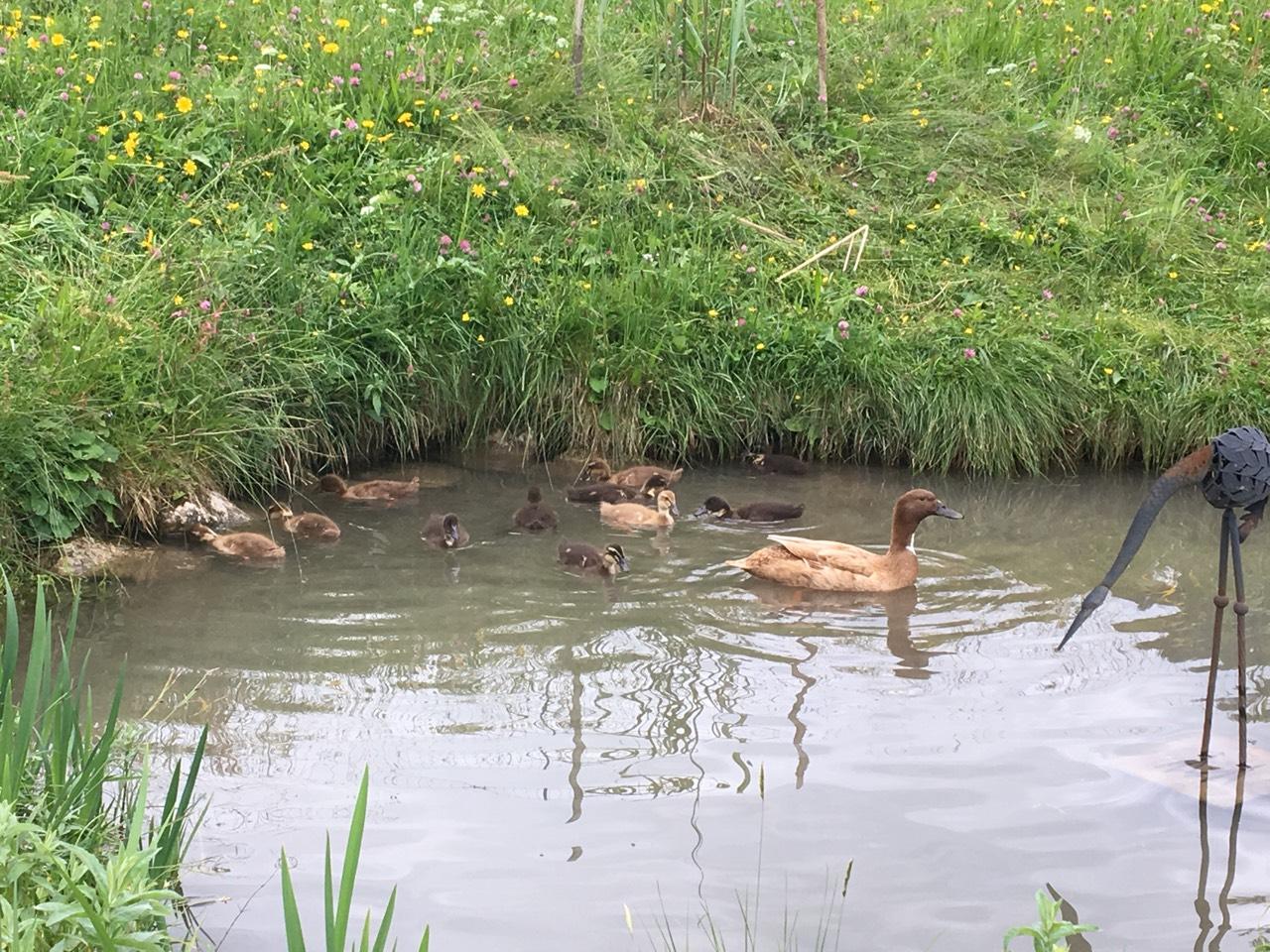 Enten Laufenten kaufen