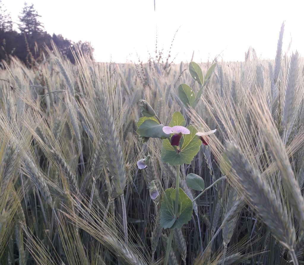 Triticale - Wintererbsen - Gemenge BIO 1