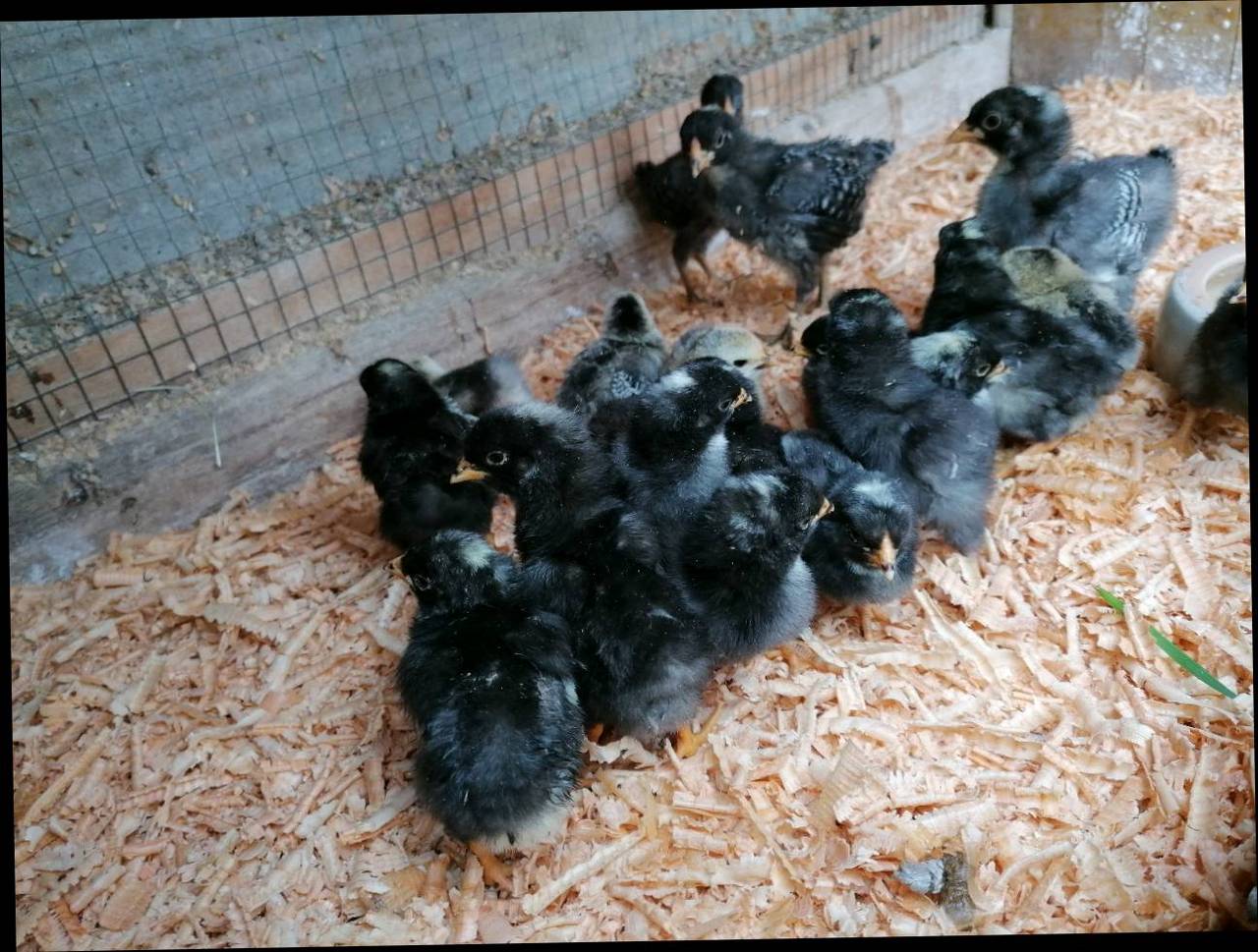 Küken: Zwerg Wyandotten Küken kaufen - Landwirt.com