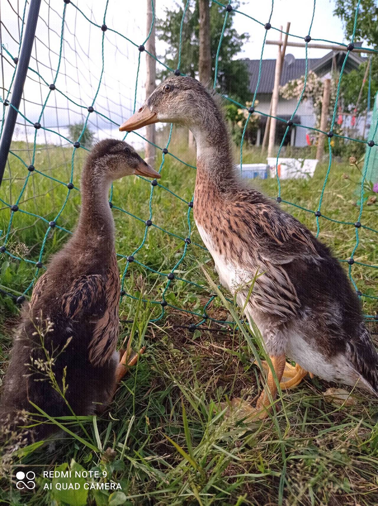 Enten Laufenten kaufen