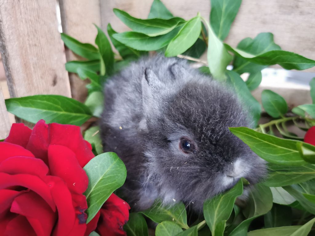 Teddyzwerge, Kaninchen 1