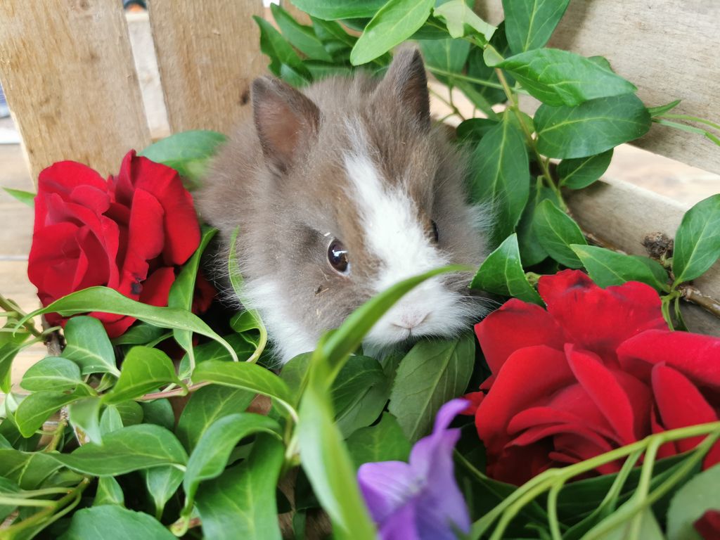 Teddyzwerge, Kaninchen 3