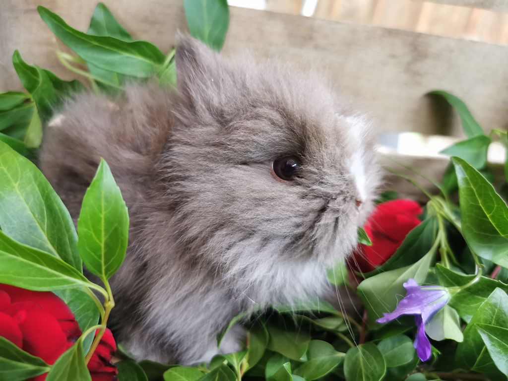 Teddyzwerge, Kaninchen 2