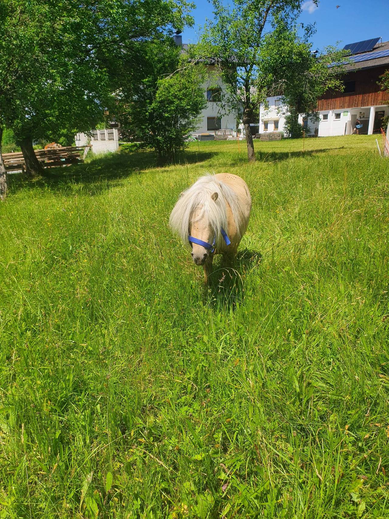 Pferdemarkt Pony: Pony-Stute! Kaufen - Landwirt.com