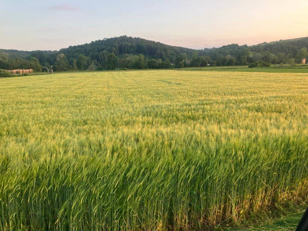 Gerste BIO Gerstenstroh kaufen