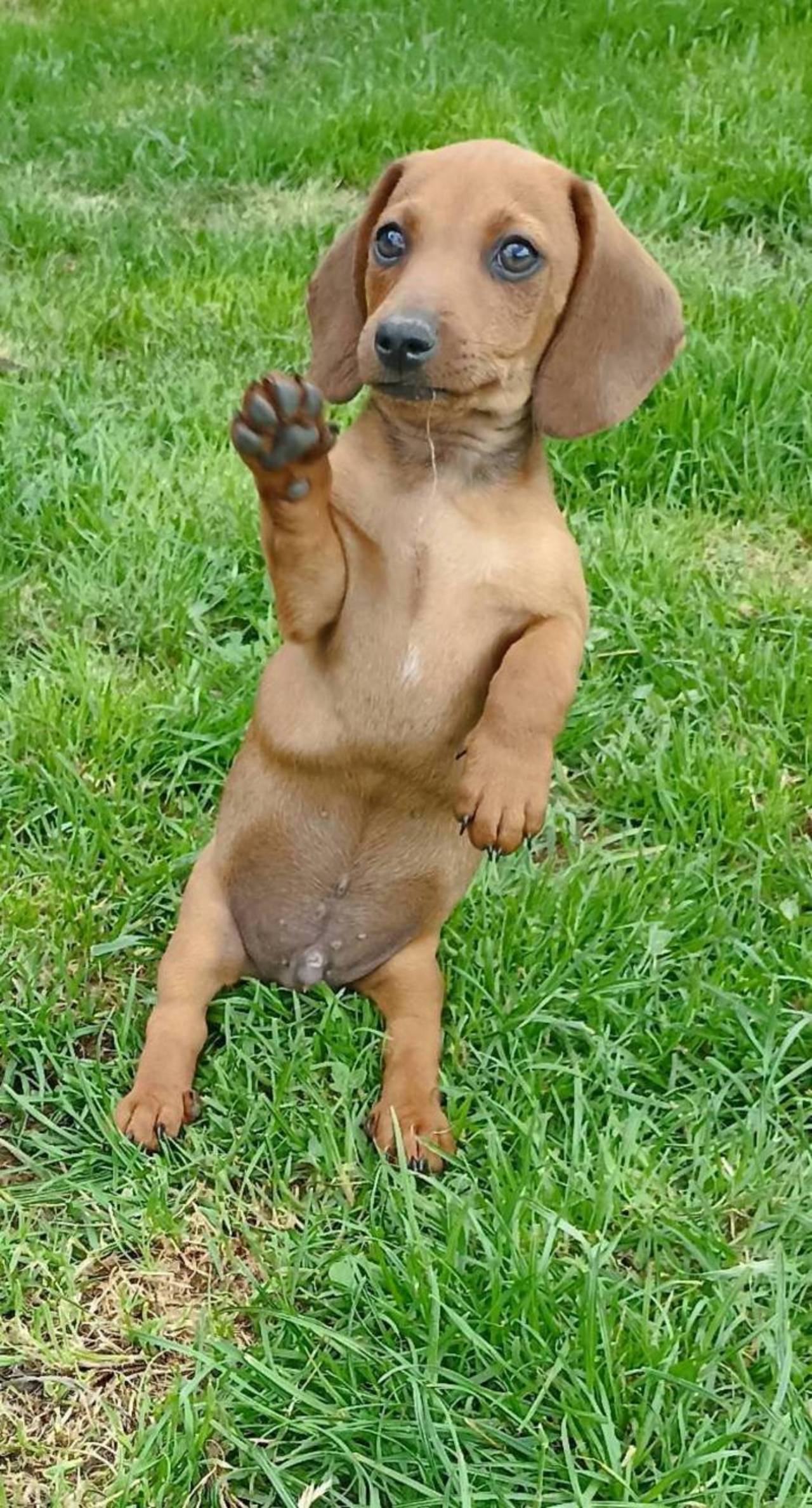 Dackel: Zwergdackel Welpen kaufen - Landwirt.com