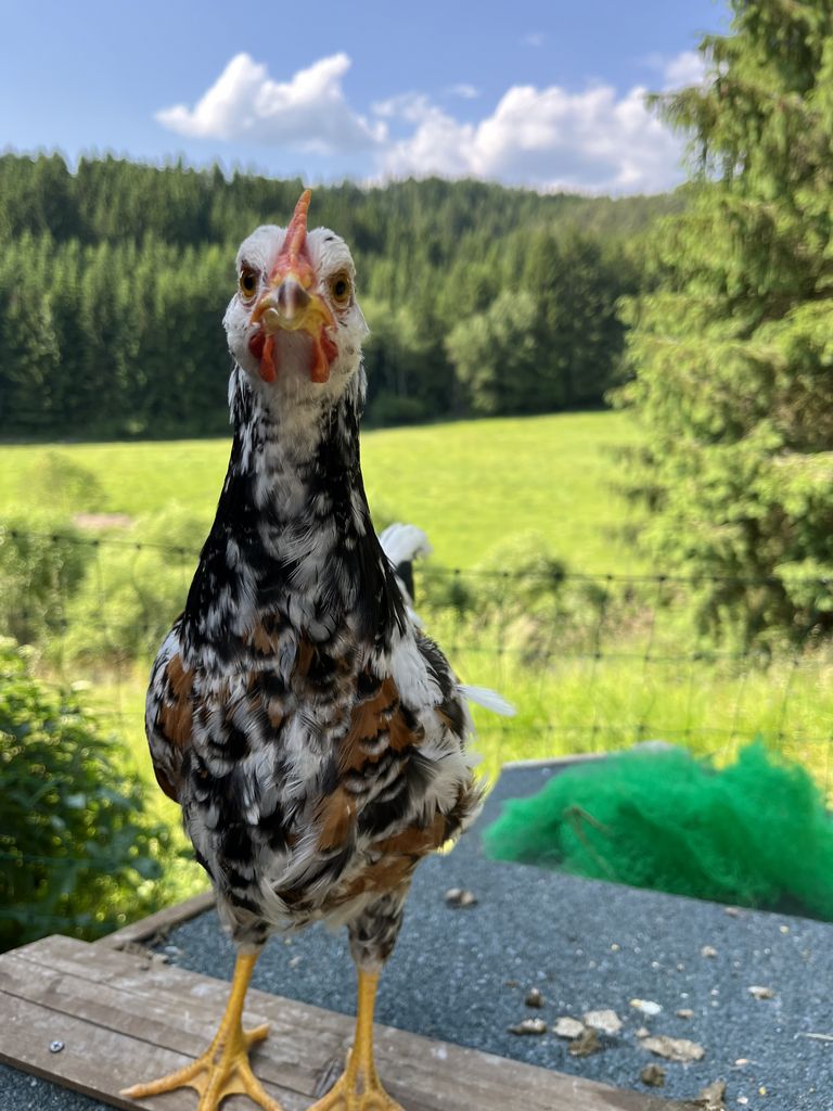 Sonstige Hühner: Blumenhühner Hähne Zu Verschenken Kaufen - Landwirt.com