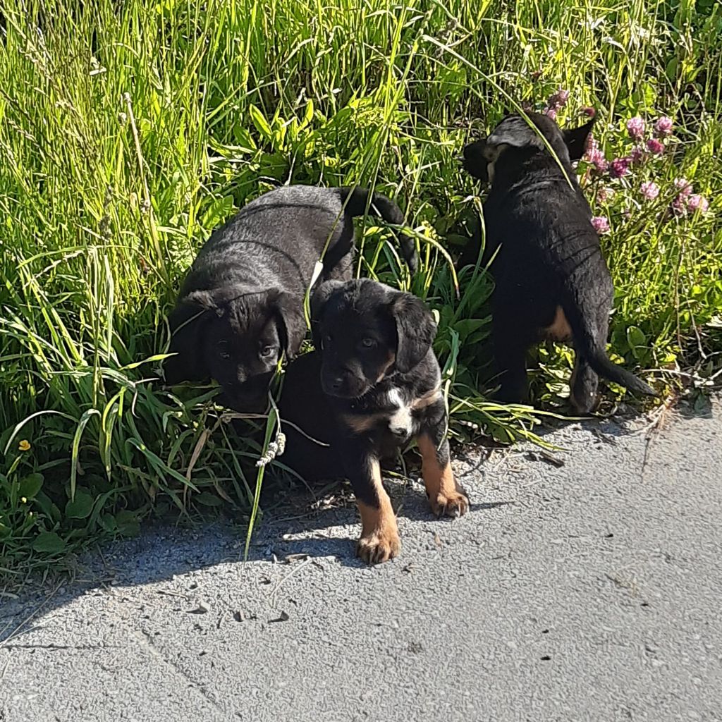 Hundewelpen Süße Hundewelpen zu vergeben! kaufen